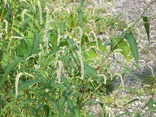 野の花２