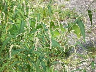 野の花２