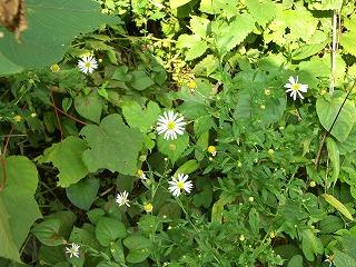 野の花３