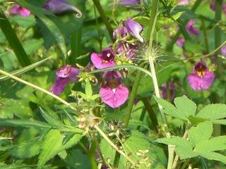 野の花５