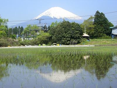 sakasafuji-2