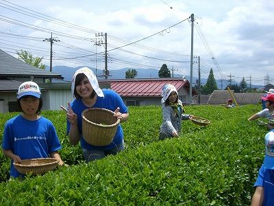 tea picking-1