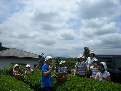 tea picing-3