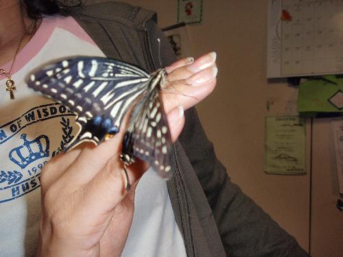 てのりちょうちょ