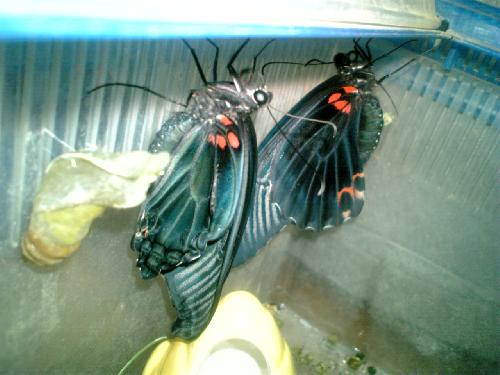 アゲハとさなぎの抜け殻