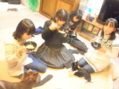 チワワ2匹