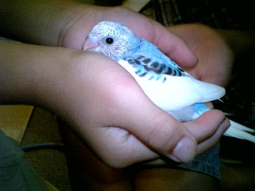 coco、大の手の中