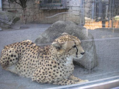 チーター