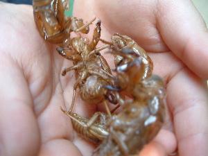 抜け殻たくさん