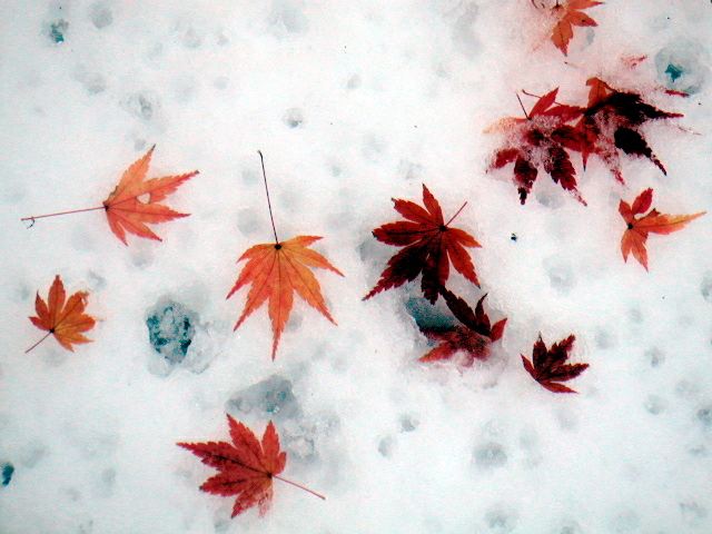 紅葉
