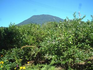 mt.kurohimeandblueberry