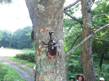 カブト虫マンション