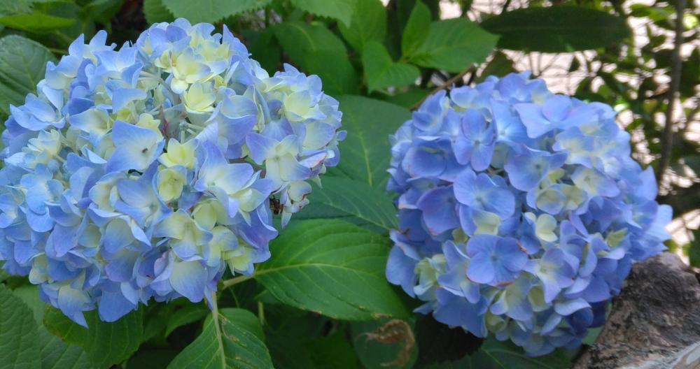 blue