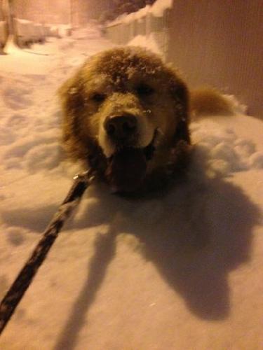 ティム雪1
