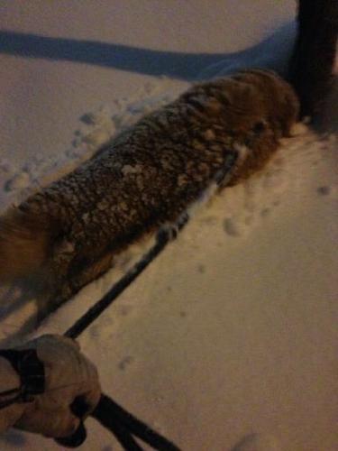ティム雪2