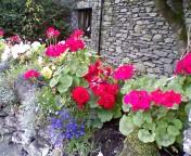 ソーリー村の花