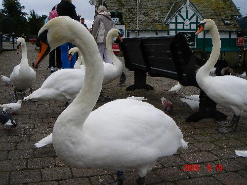 ウィンダミア湖の白鳥