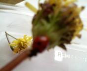 マー君のてんとうむし