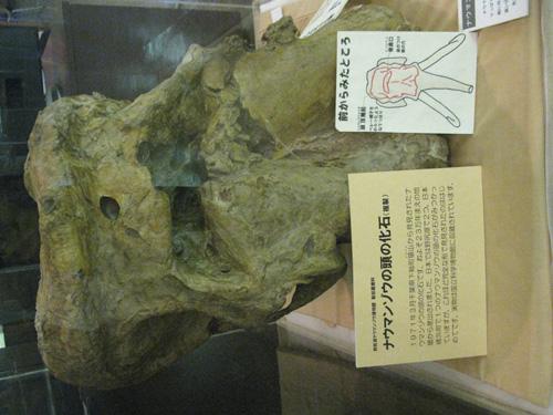 野尻出土のナウマン象の化石