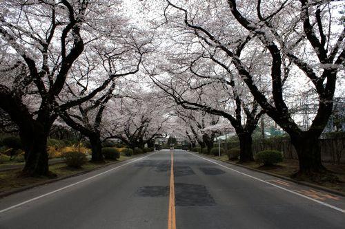 SAKURA