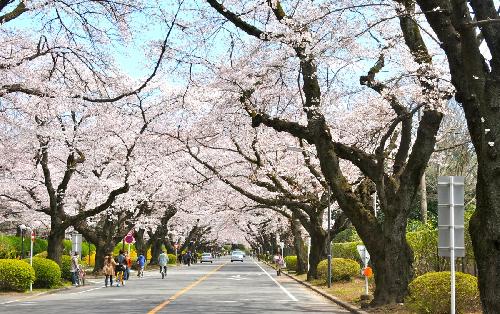 sakura1
