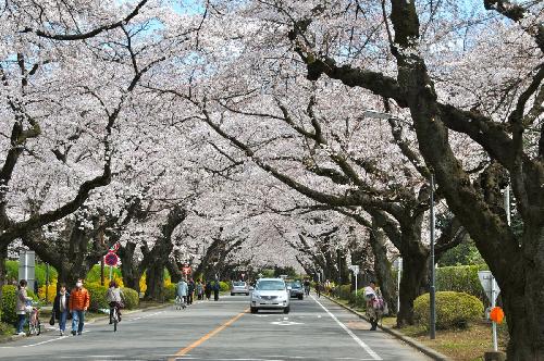 sakura2