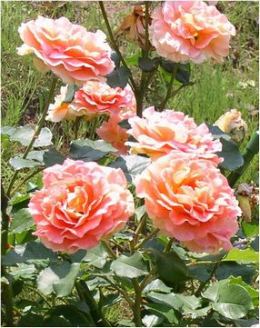 rosepinc-a.jpg