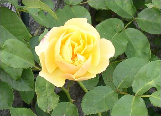 Rose024-a.jpg