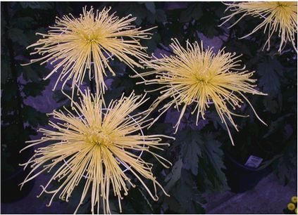 chrysanthmam-b.jpg