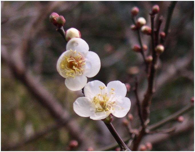 springair