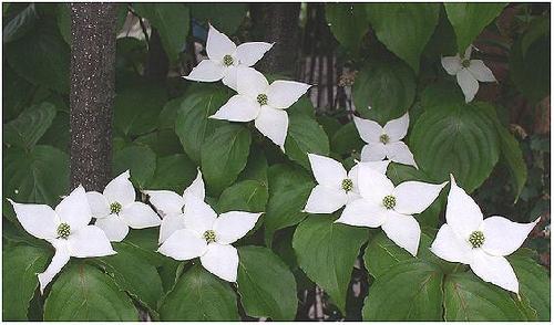 yamaboushi3