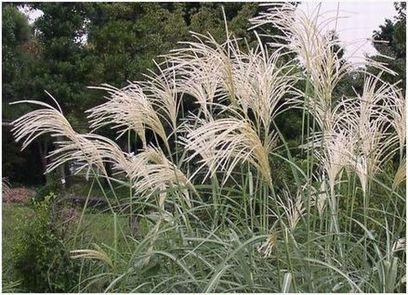 pampasgrass03