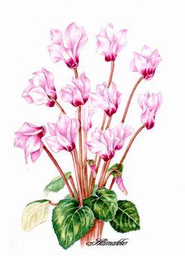 cyclamen