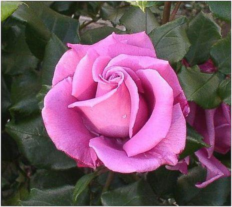 rose07p