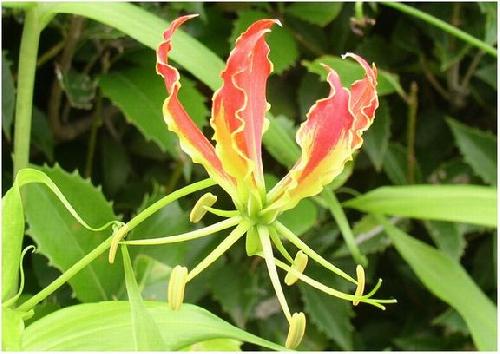 gloriosa005