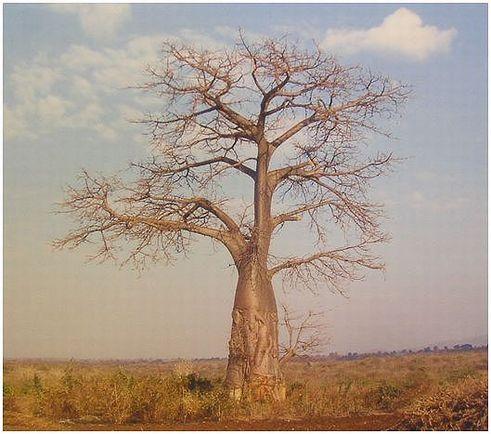 baobab003