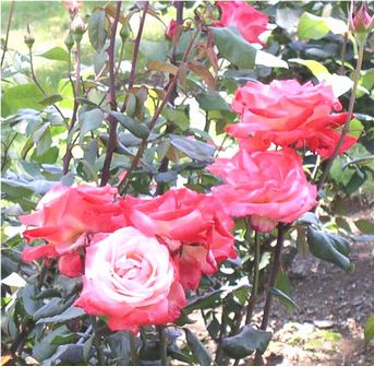 RoseGarden-f.jpg