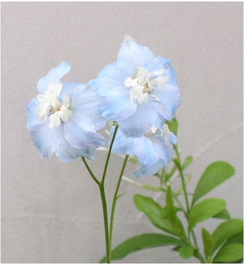 skyblue-a.jpg