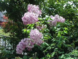 花５