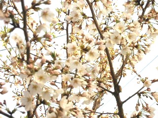 さくら１