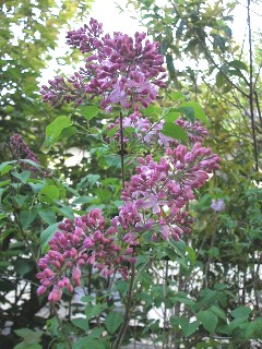 花3