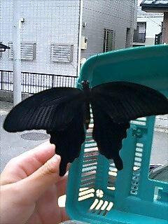 黒アゲハ飛ぶ