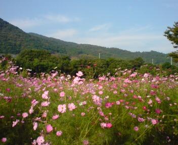 コスモス（金立公園）