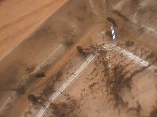 おたまじゃくし